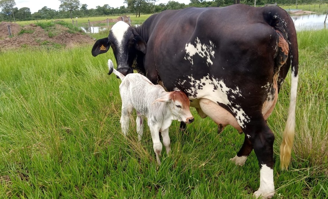 vaca girolando recem parida bezerro no pe leite