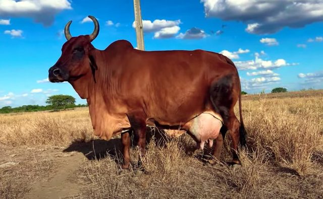 vaca sindi Adega D - recorde mundial vaca sindi Adega D - recorde mundial
