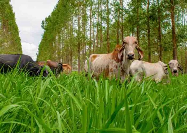 vacas de leite a sombra