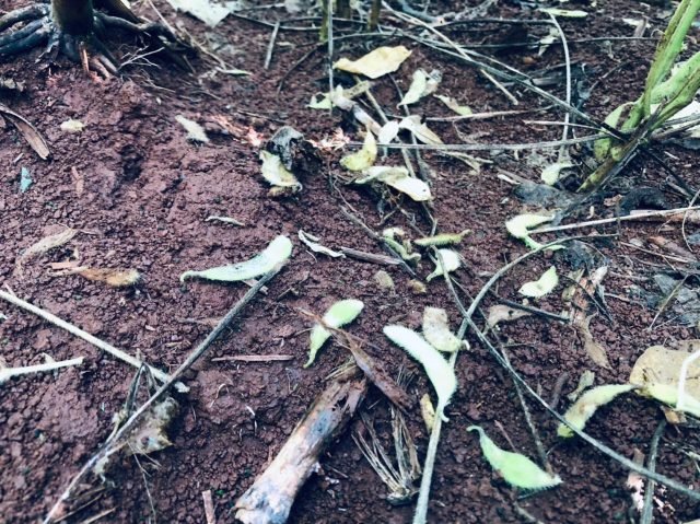 lavouras de soja sem grãos
