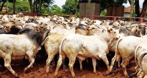 Importar gado vai resolver falta de boi gordo no Brasil?