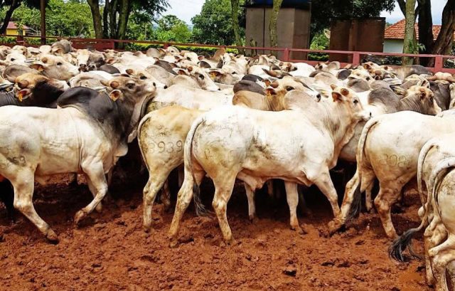 Importar gado vai resolver falta de boi gordo no Brasil?