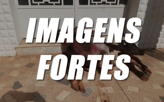 ATAQUE DE CÃES