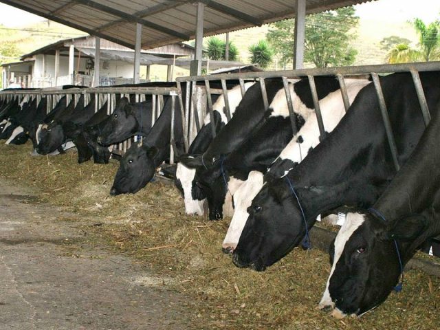 Alimentação-animal-avança-14-no-primeiro-trimestre