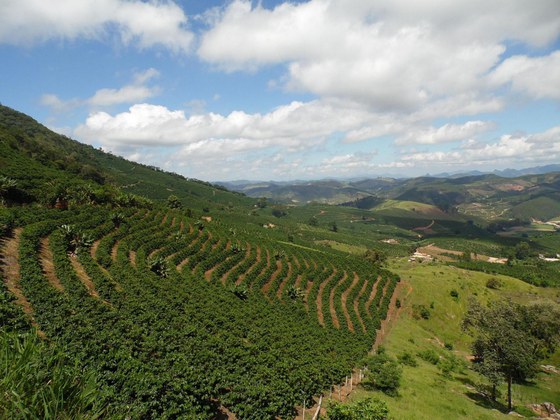 Café da região do Caparaó é reconhecido como Indicação Geográfica