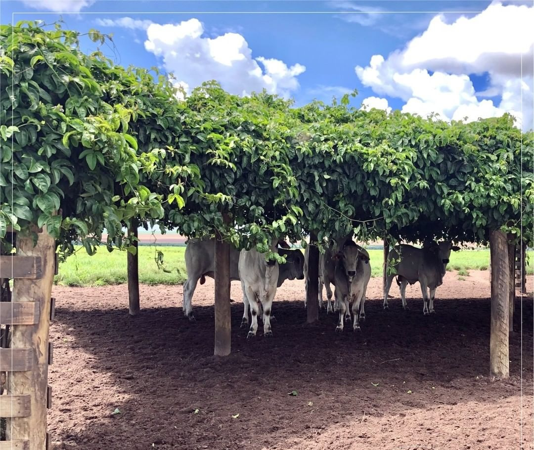 Conheça o maior projeto de integração lavoura-pecuária do mundo 4 Caramanchão de maracujazeiro. Sombra fresca garantida para os bois no pasto.