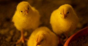 Avanços na nutrição cria uma avicultura sem antibióticos