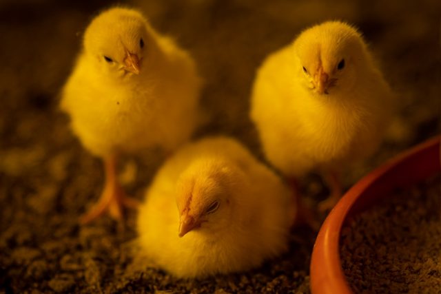 Avanços na nutrição cria uma avicultura sem antibióticos Avanços na nutrição cria uma avicultura sem antibióticos