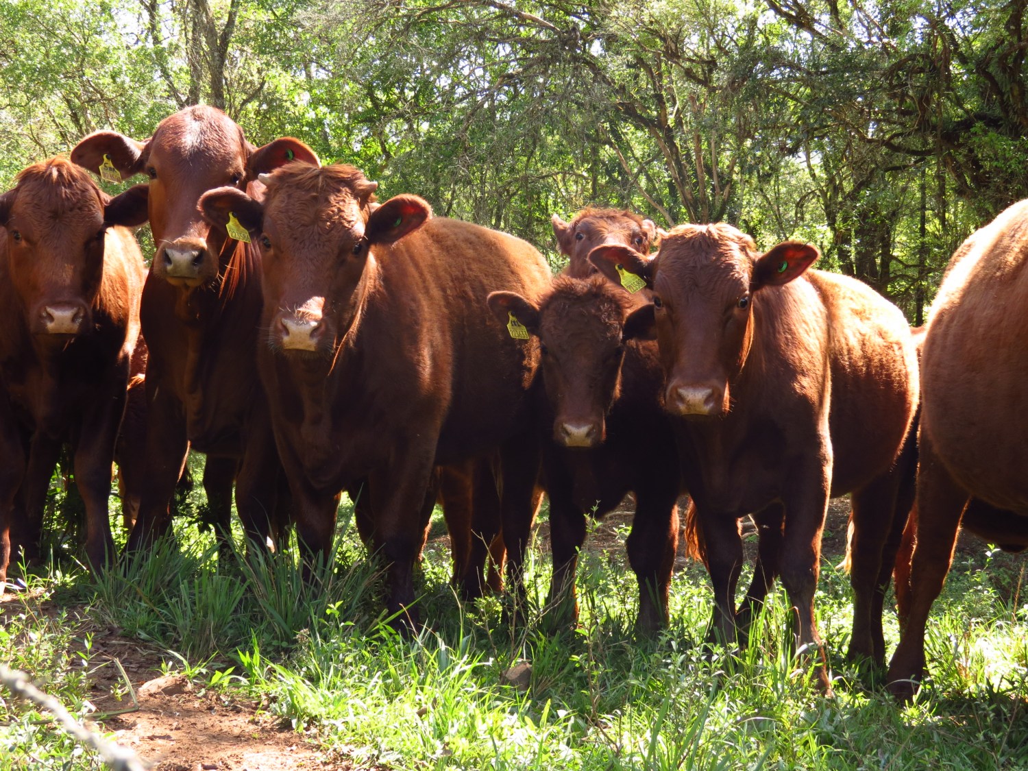 Animais com registro Devon CCG podem ser aproveitados na genealogia de rebanho Bravon