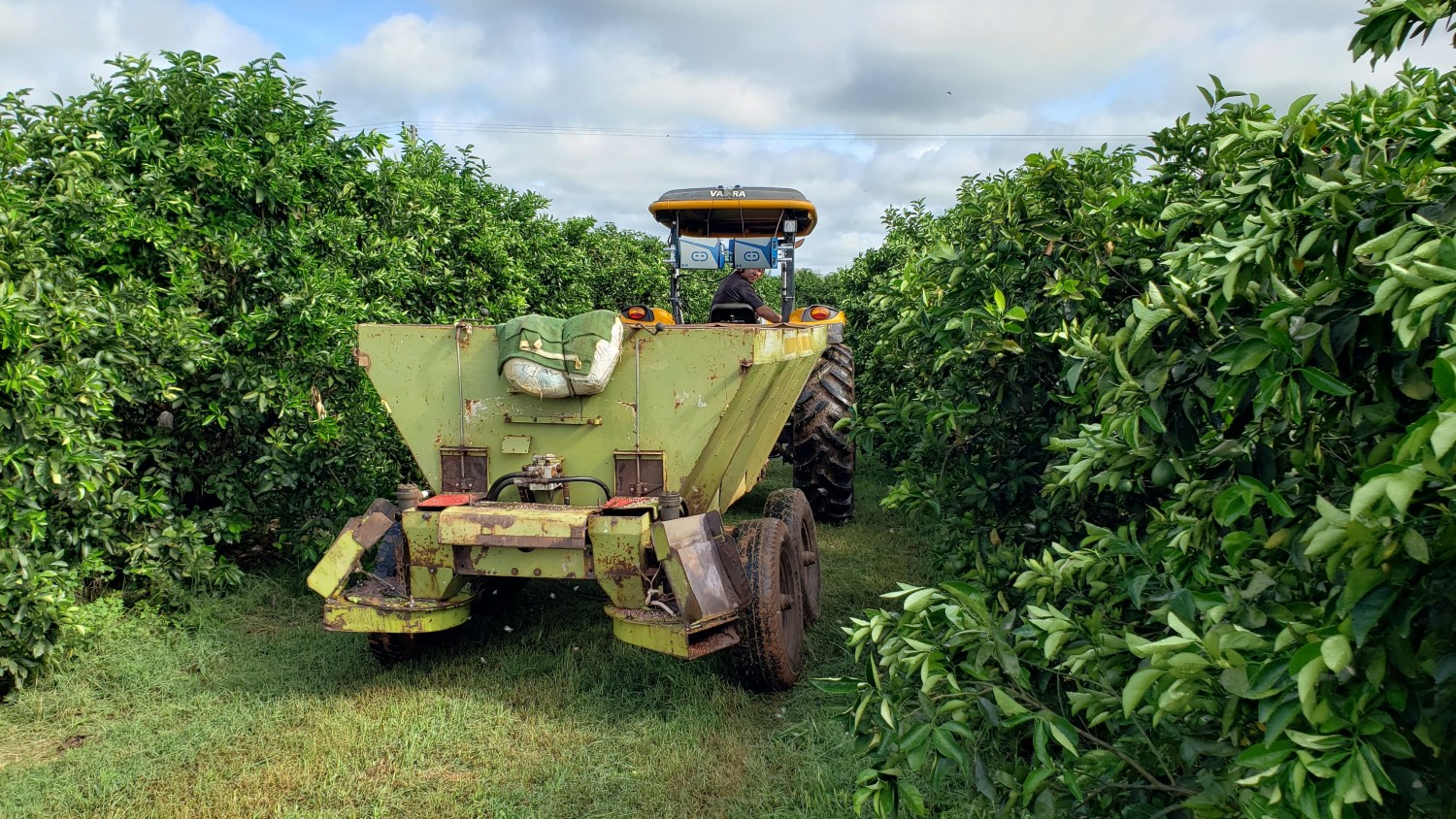 Inteligência artificial de startup ajuda fruticultores no manejo do pomar