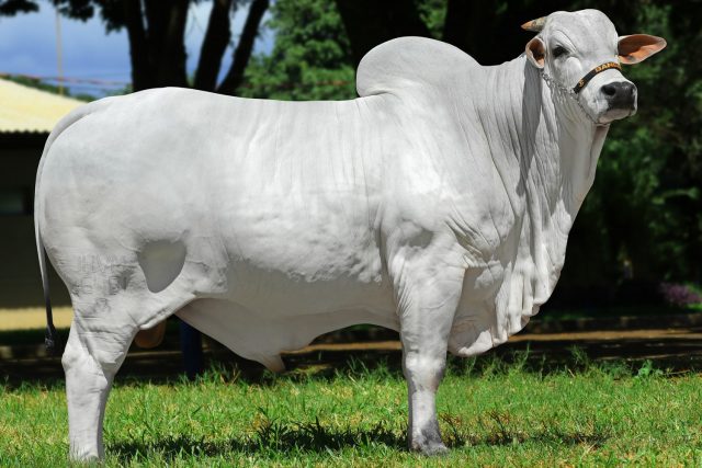 Agro Zoller fornece genética selecionada em Leilão Virtual Nelore Zoller Agro Zoller fornece genética selecionada em Leilão Virtual Nelore Zoller