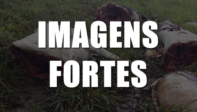 MASSACRE EM FAZENDA