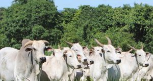 Nelore na Fazenda Bhavnagar