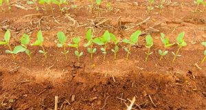 Agricultura à lá Tite: Como garantir uma boa plantabilidade?