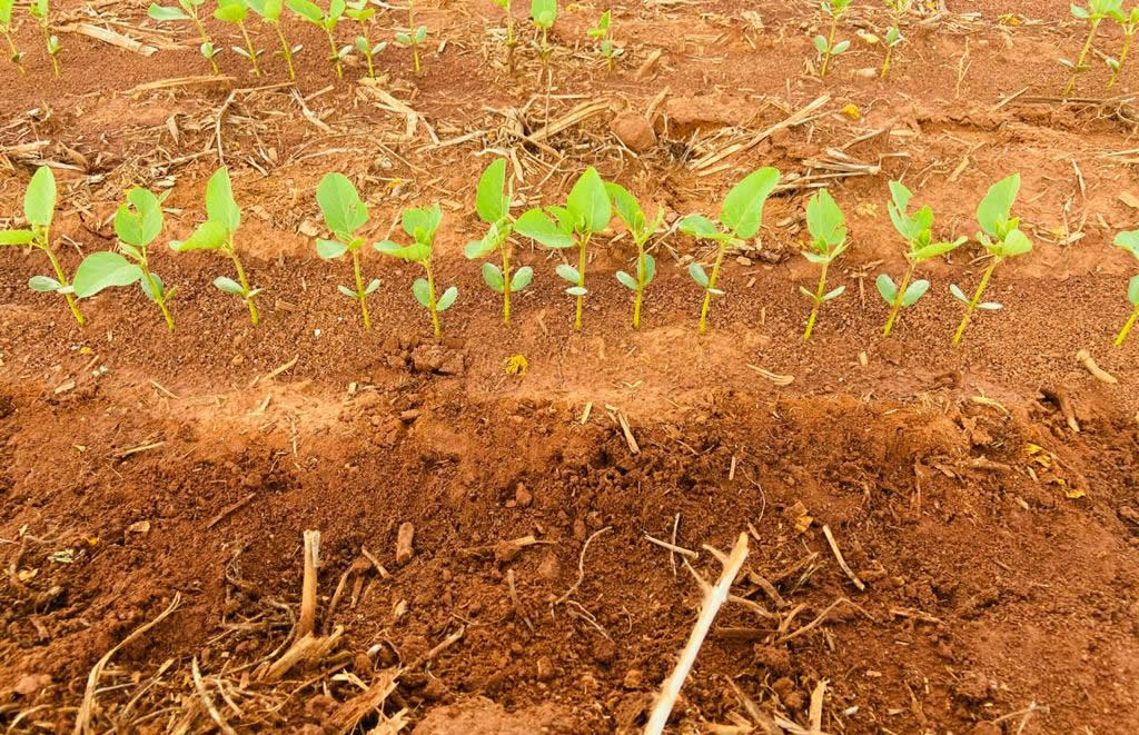Agricultura à lá Tite: Como garantir uma boa plantabilidade?