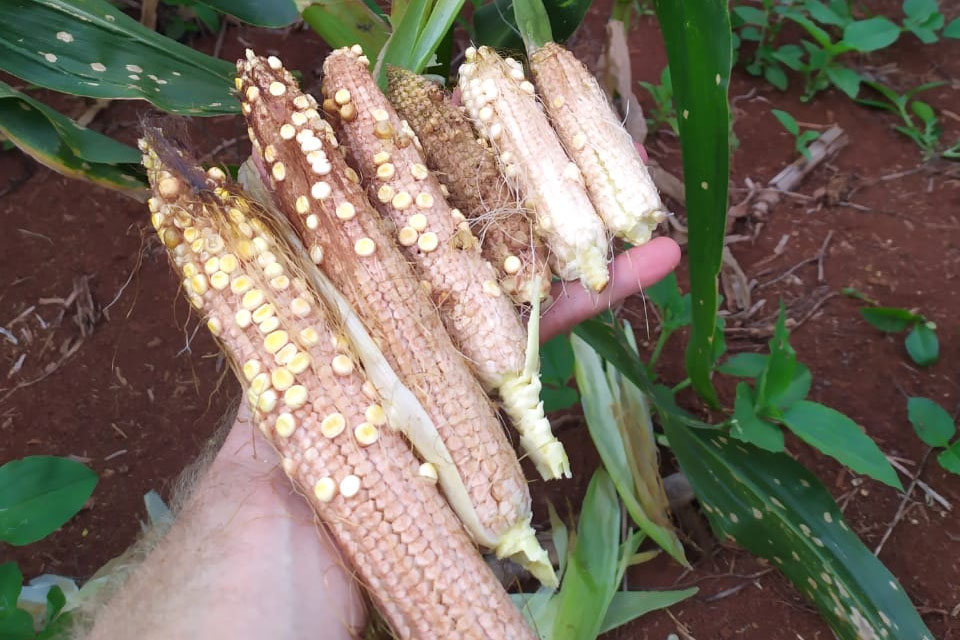 Produtores de milho devem adotar cuidados para controle de doença nas lavouras