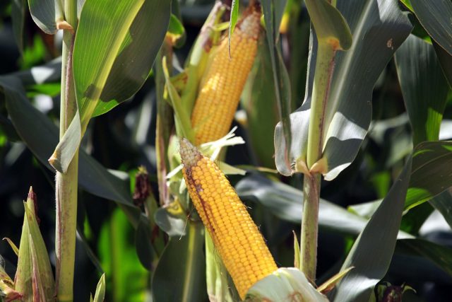 Produtores de milho devem adotar cuidados para controle de doença nas lavouras