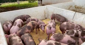 Soluções naturais opõe uso de antibióticos na suinocultura