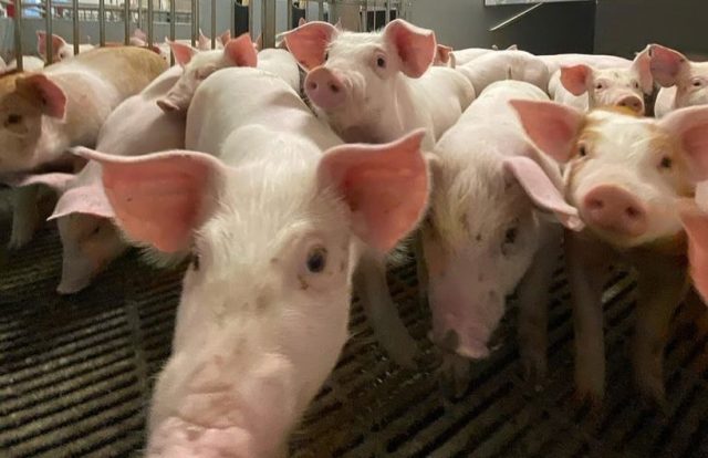 Suinocultura tem novas regras de bem-estar animal