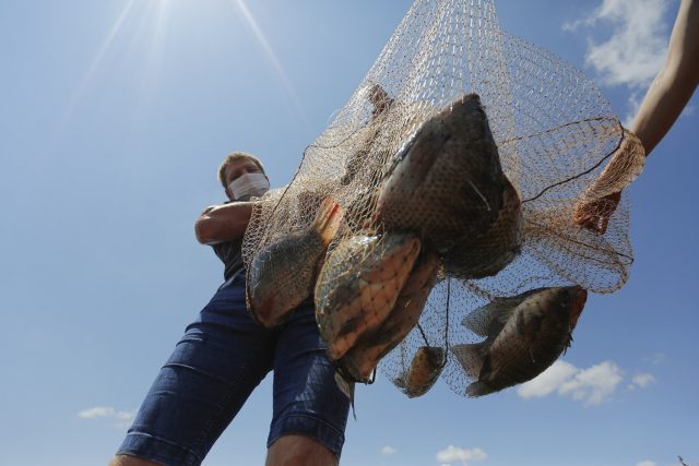 TILAPIA_MARIPA_ROSIMAR_MARQUARDT_2 TILAPIA_MARIPA_ROSIMAR_MARQUARDT_2