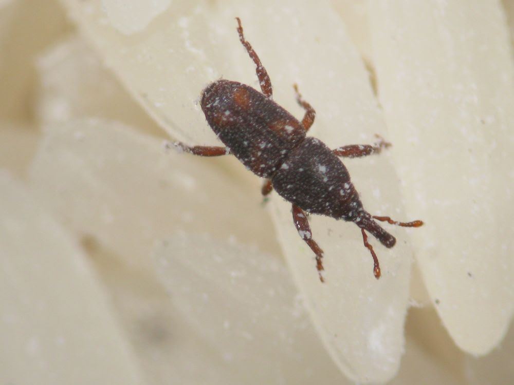 Tem caruncho no meu arroz!