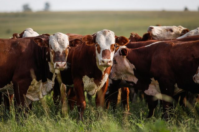 VETOQUINOL-Pecuaristas-gauchos-tem-controle-eficaz-de-carrapatos-e-outros-problemas-sanitarios-com-o-Programa-Vetoquinol-Resolve VETOQUINOL-Pecuaristas-gauchos-tem-controle-eficaz-de-carrapatos-e-outros-problemas-sanitarios-com-o-Programa-Vetoquinol-Resolve
