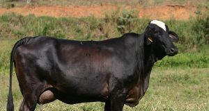 Vacas da raça Girolando
