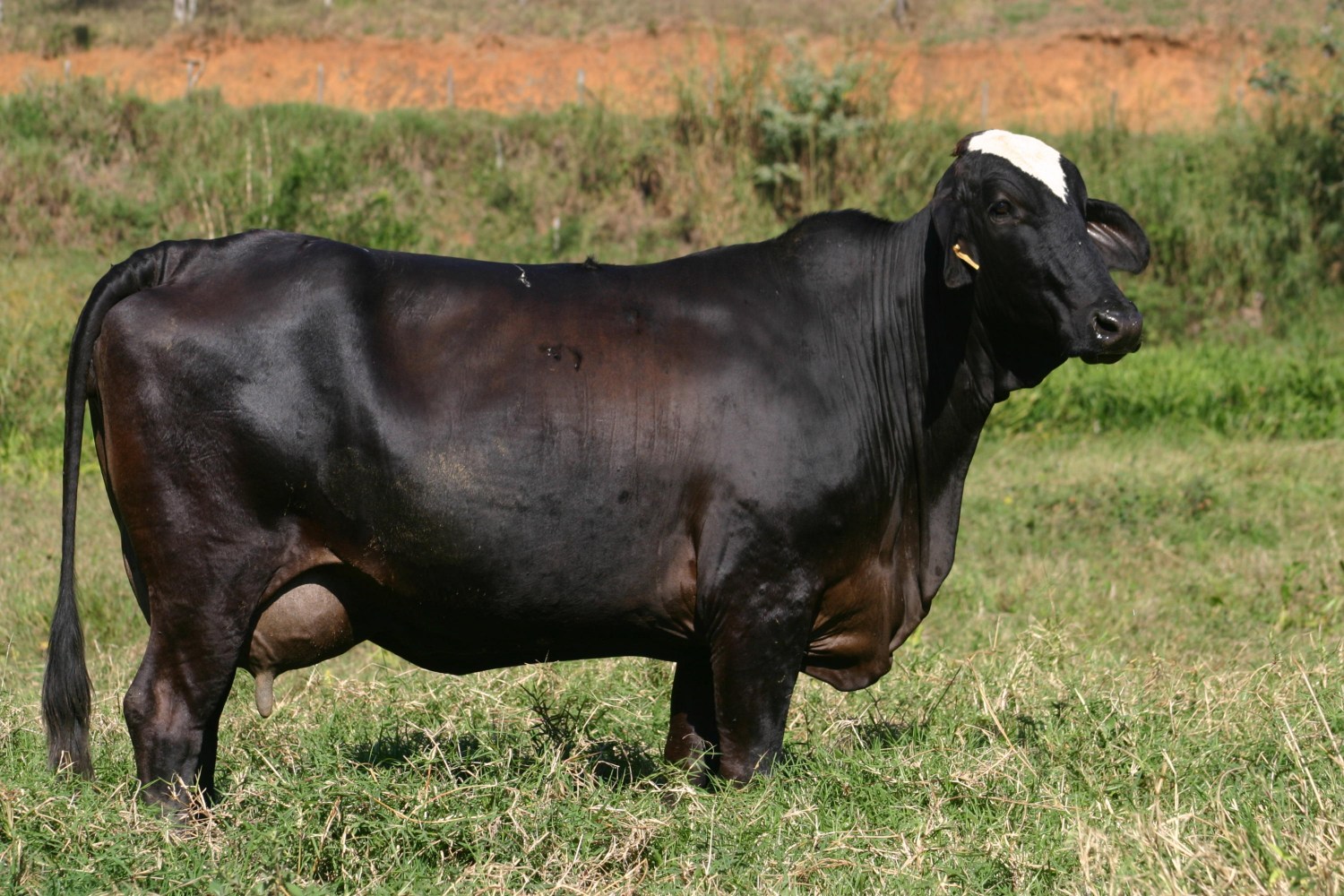 Vacas da raça Girolando