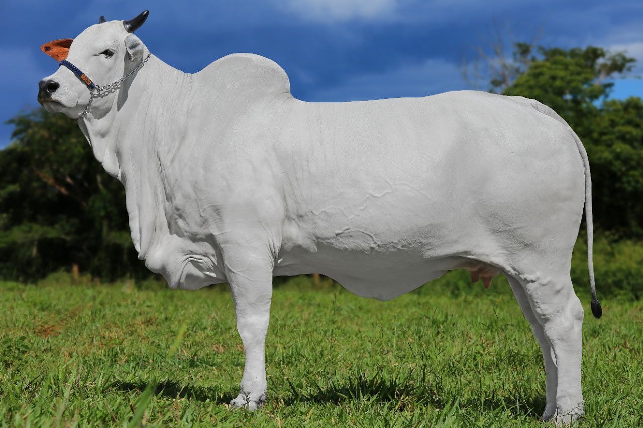 vaca mais cara do mundo
