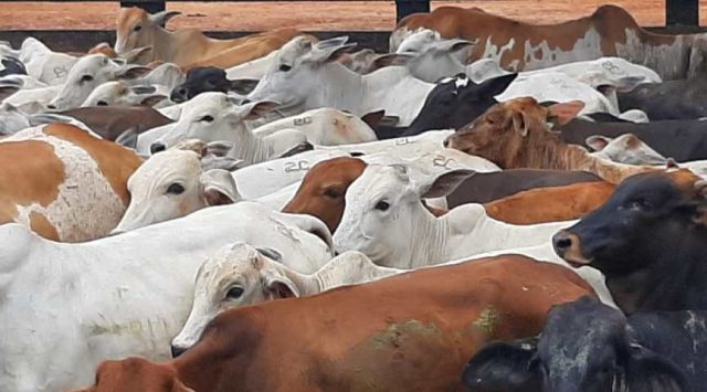 gado roubado no acre