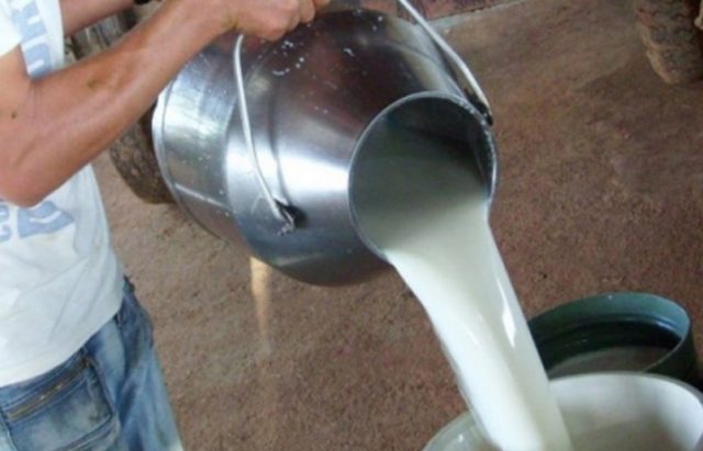 pasteurização do leite