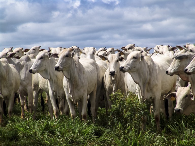 OPERAÇÃO VACA LOCA