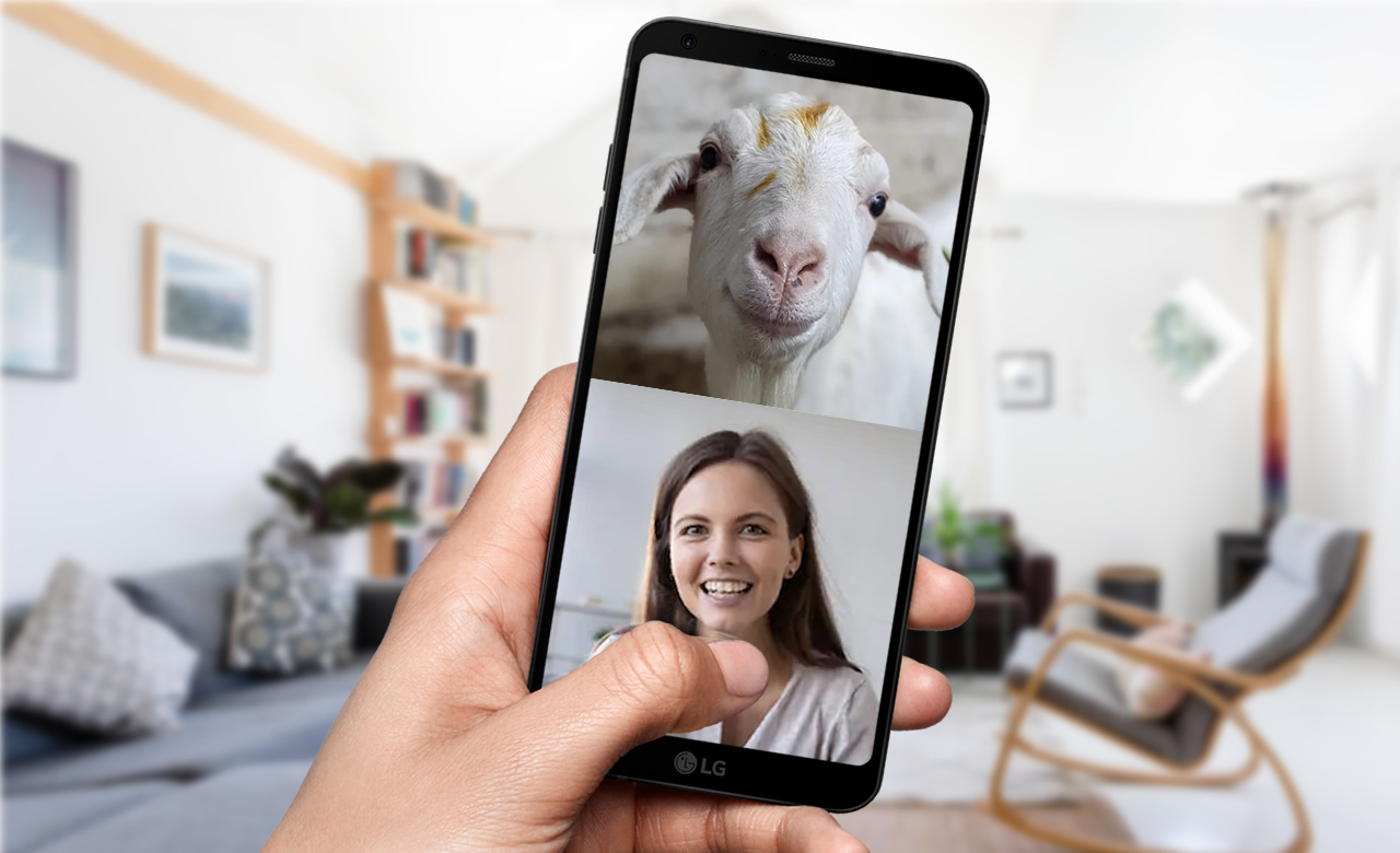 cabras usadas em videoconferencias