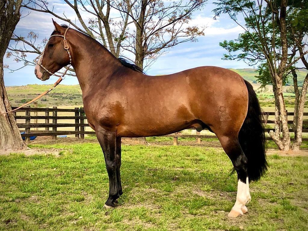 cavalo crioulo MAPUCHE KAMIKASE