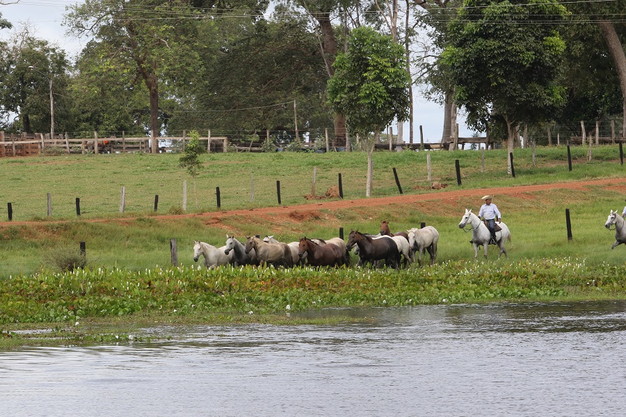 cavalo pantaneiro 2