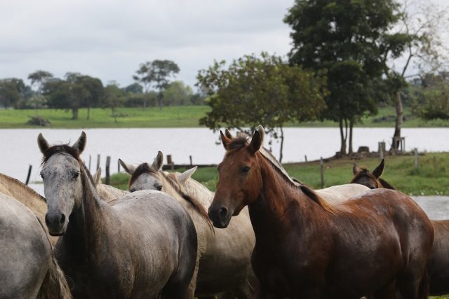 cavalo pantaneiro cavalo pantaneiro
