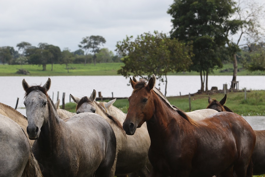 Cavalo Crioulo no Pantanal Matogrossense 