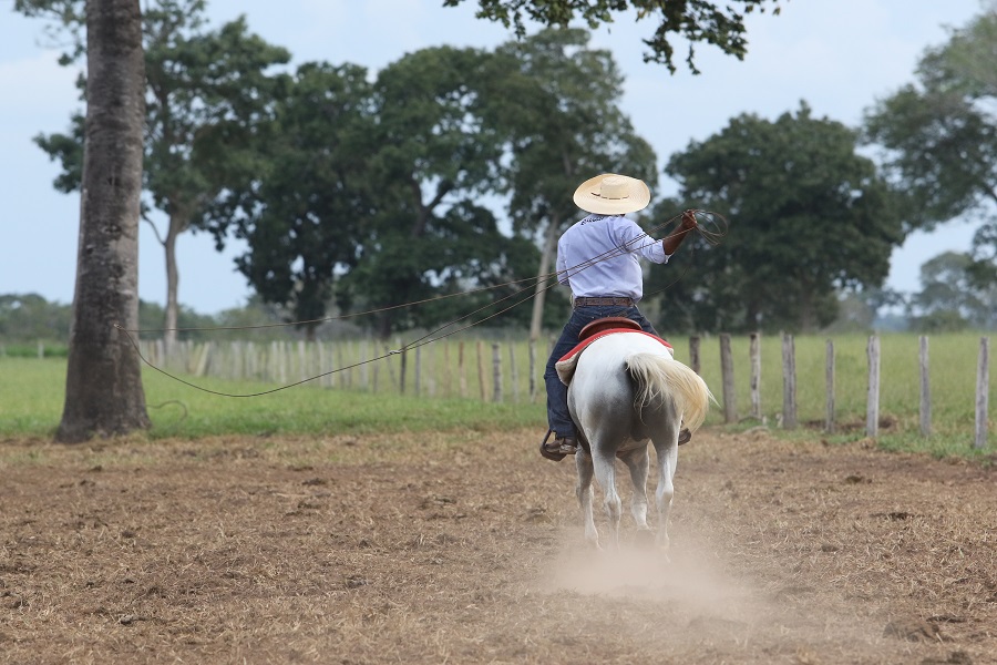 Cavalo do Mato 02 por Zé Bezerra - Loja Oca