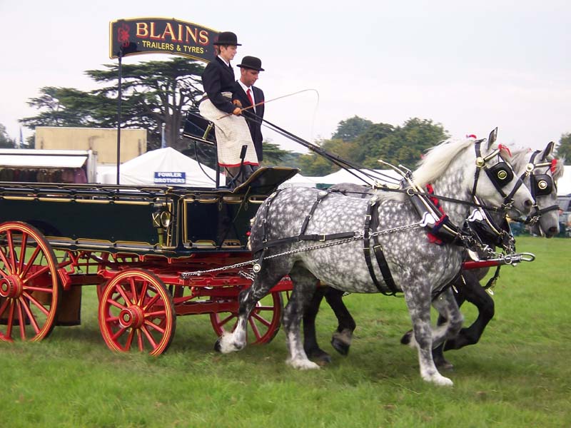 raça de cavalos percheron