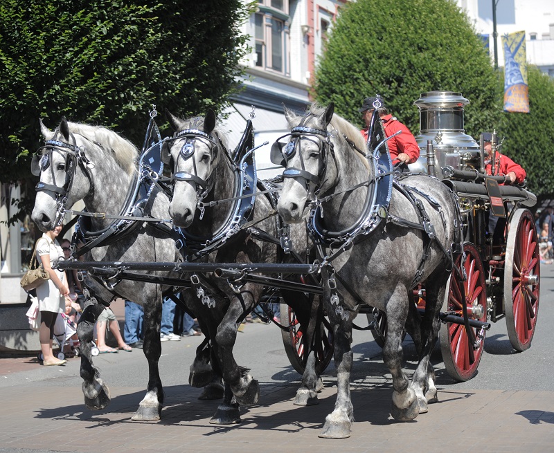 raça de cavalos percheron