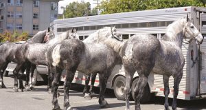 raça de cavalos percheron