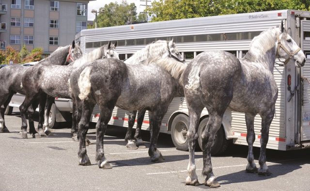 cavalo percheron 5 raça de cavalos percheron