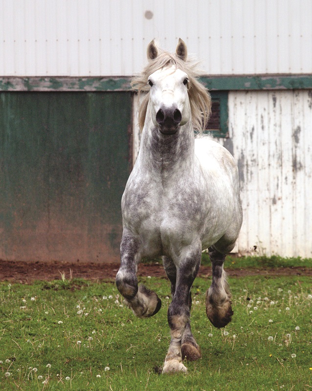 raça de cavalos percheron