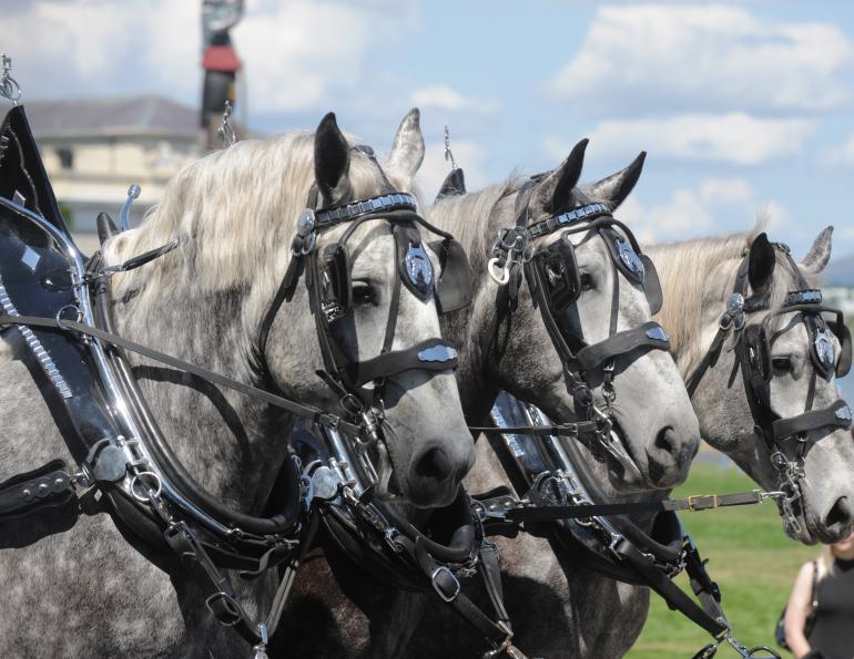 raça de cavalos percheron