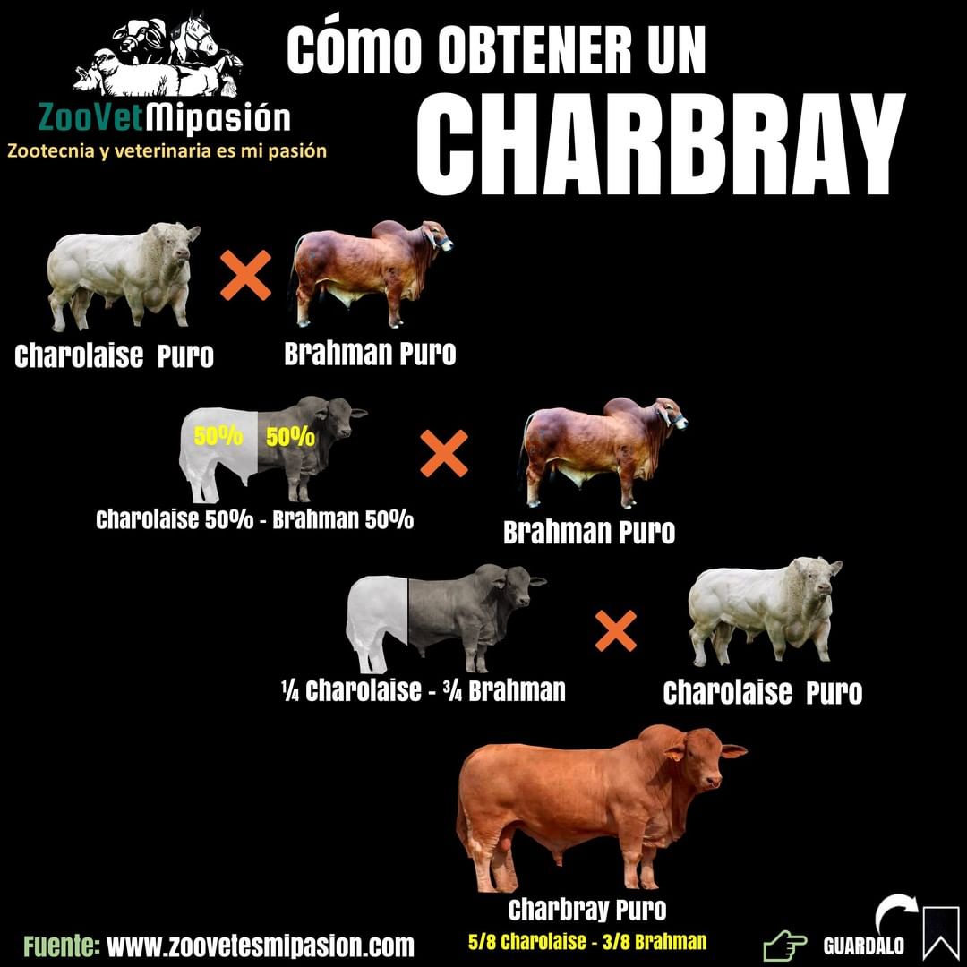 como é feito o cruzamento da. raca charbray