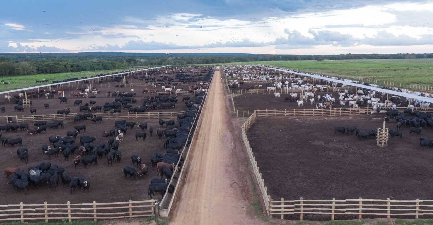 confinamento na fazenda Fartura em Campo Verde-MT