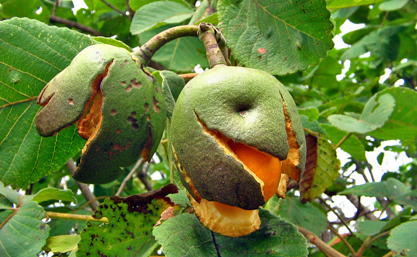 fruto do pequi na arvore piquizeiro