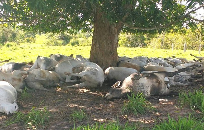 Capim mata cavalos e pode causar prejuízos - CompreRural