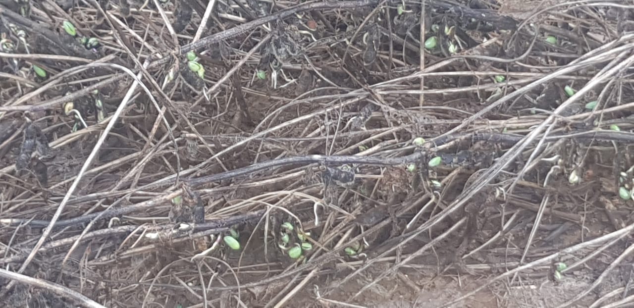 graos de soja germinando na planta pelo excesso de chuvas