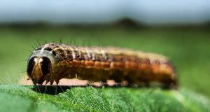 lagarta Spodoptera frugiperda